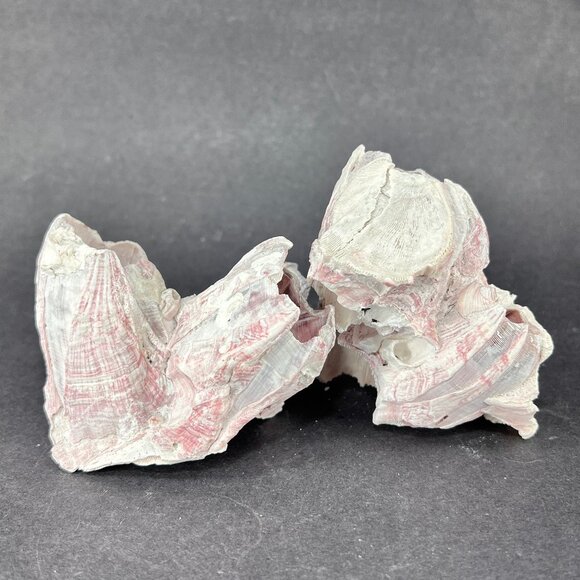 Acorn Barnacle Coral Reef Pink Purple Nautical Salt Water Coastal Aquarium Decor - Picture 3 of 9